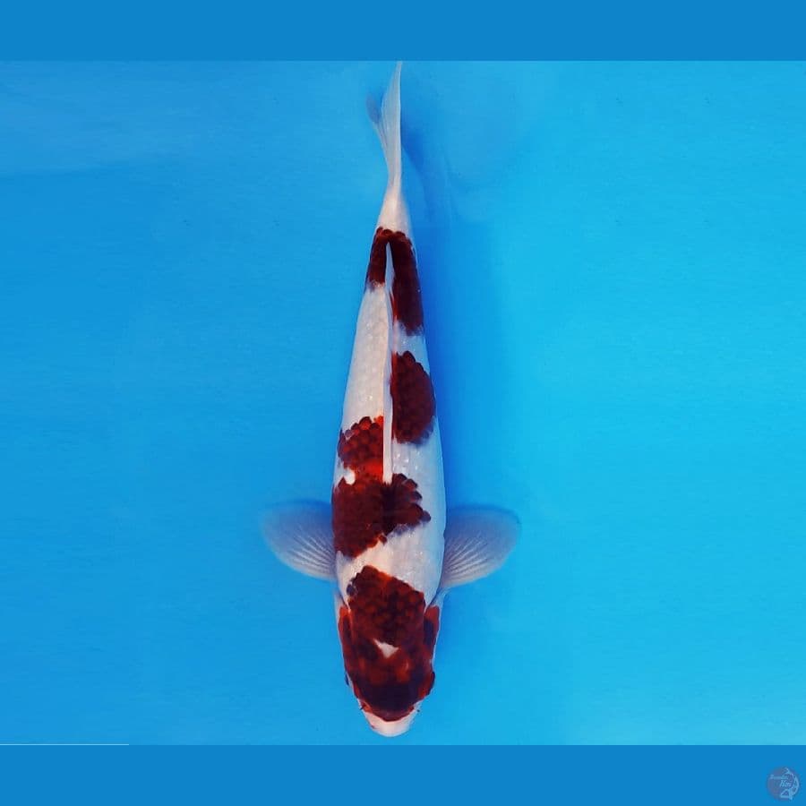 AKAGI 6 - GOROMO 32 cm/male ®