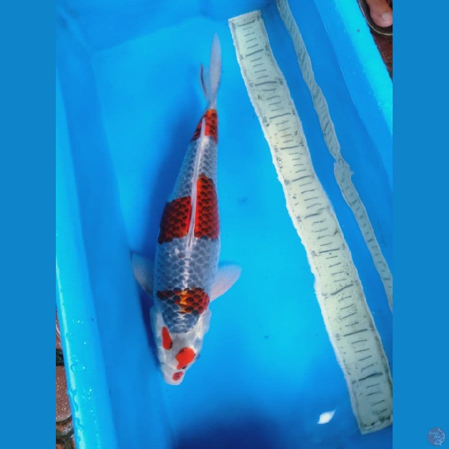 goshiki 43cm