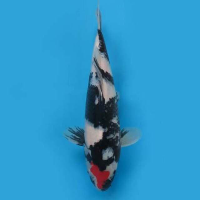 30cm Male Tosai - Tancho Showa Original