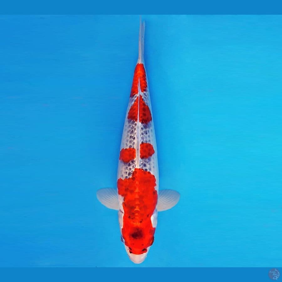 AKAGI 12 - GOSHIKI 32 cm/male ®