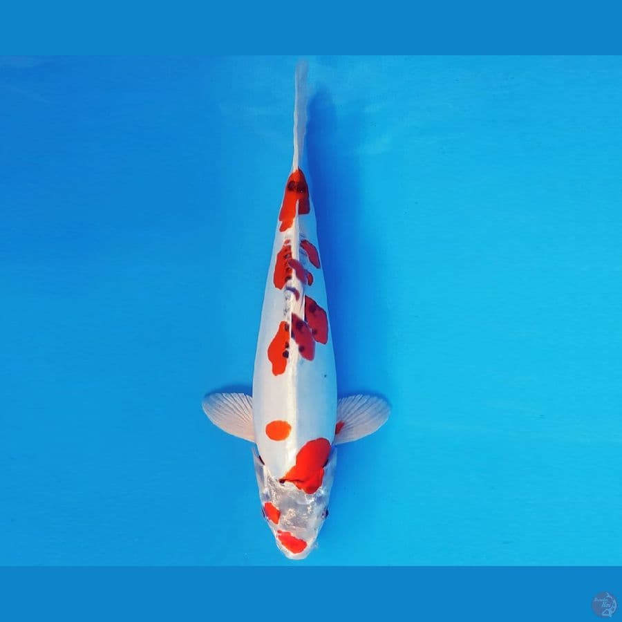 AKAGI 13 - BENI KIKOKURYU EVO 33 cm/male ®