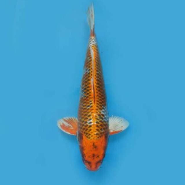 52cm - Jumbo Kujaku F1