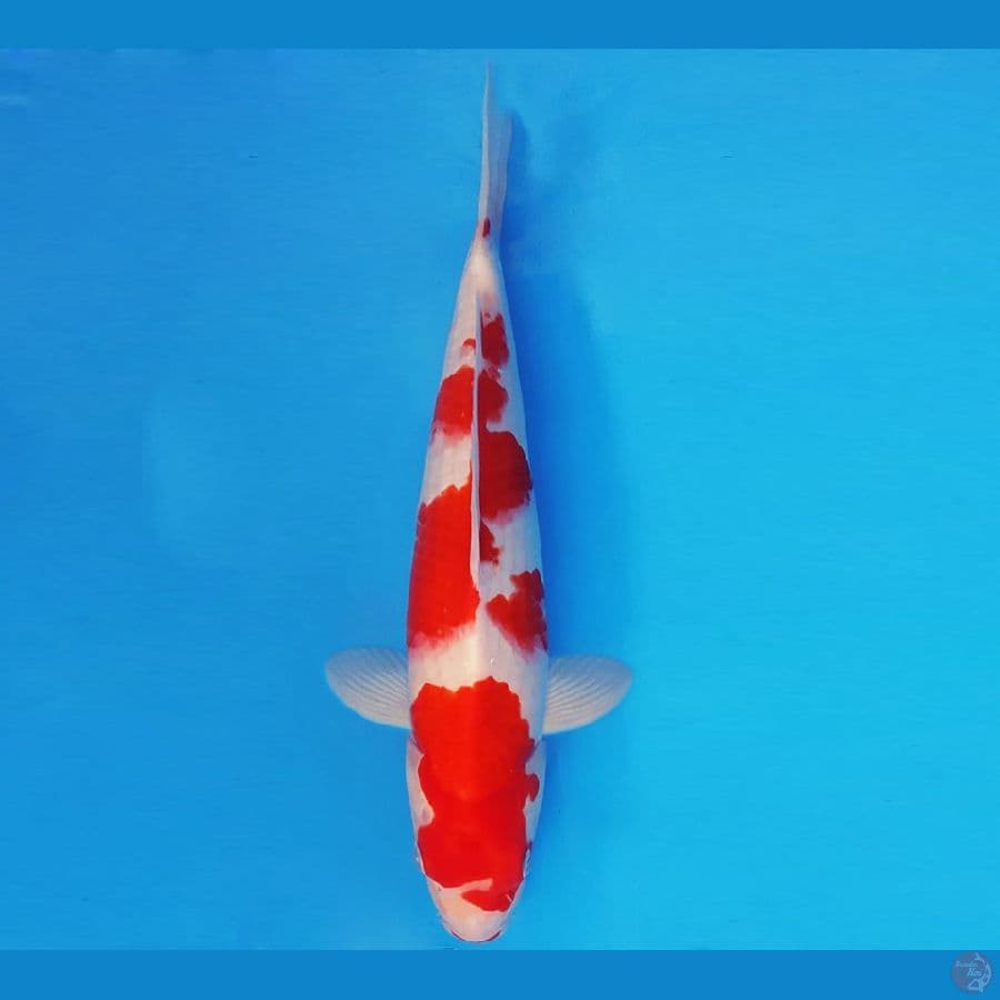 AKAGI 15 - KOHAKU 32 cm/male ®