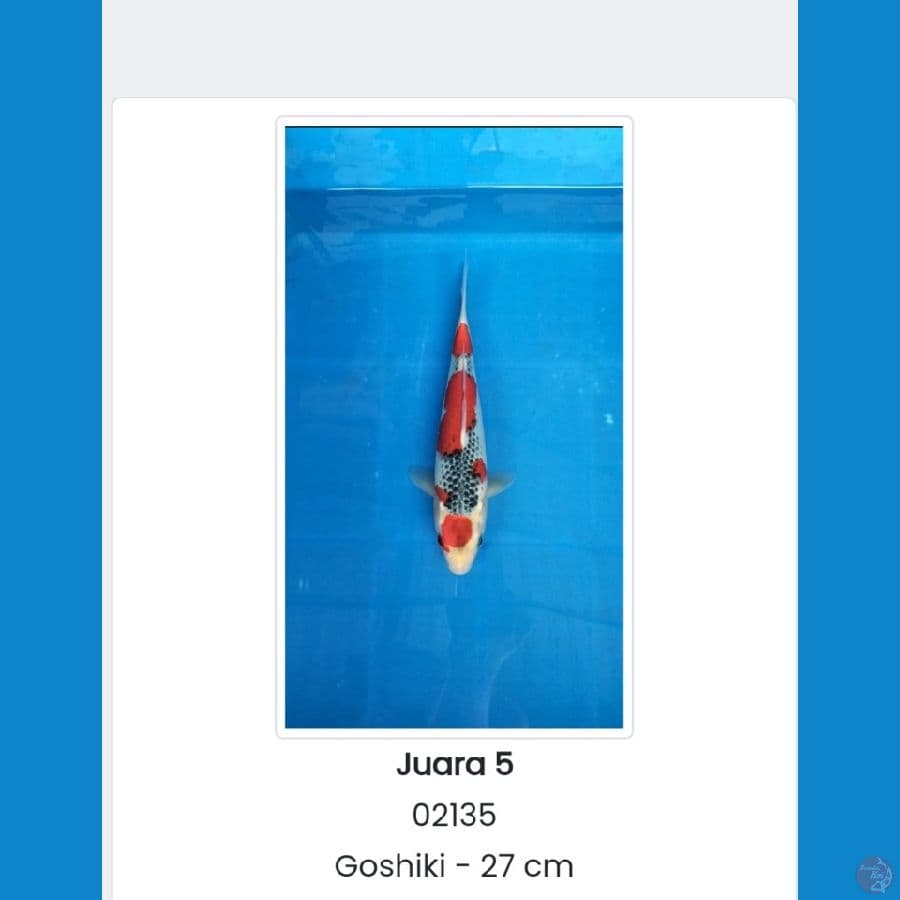 gosiki 27cm