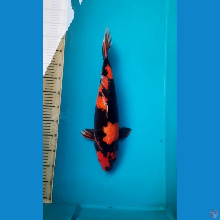 Hi utsuri 46cm female