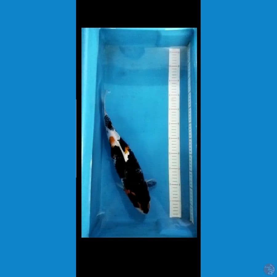 Showa 39 cm