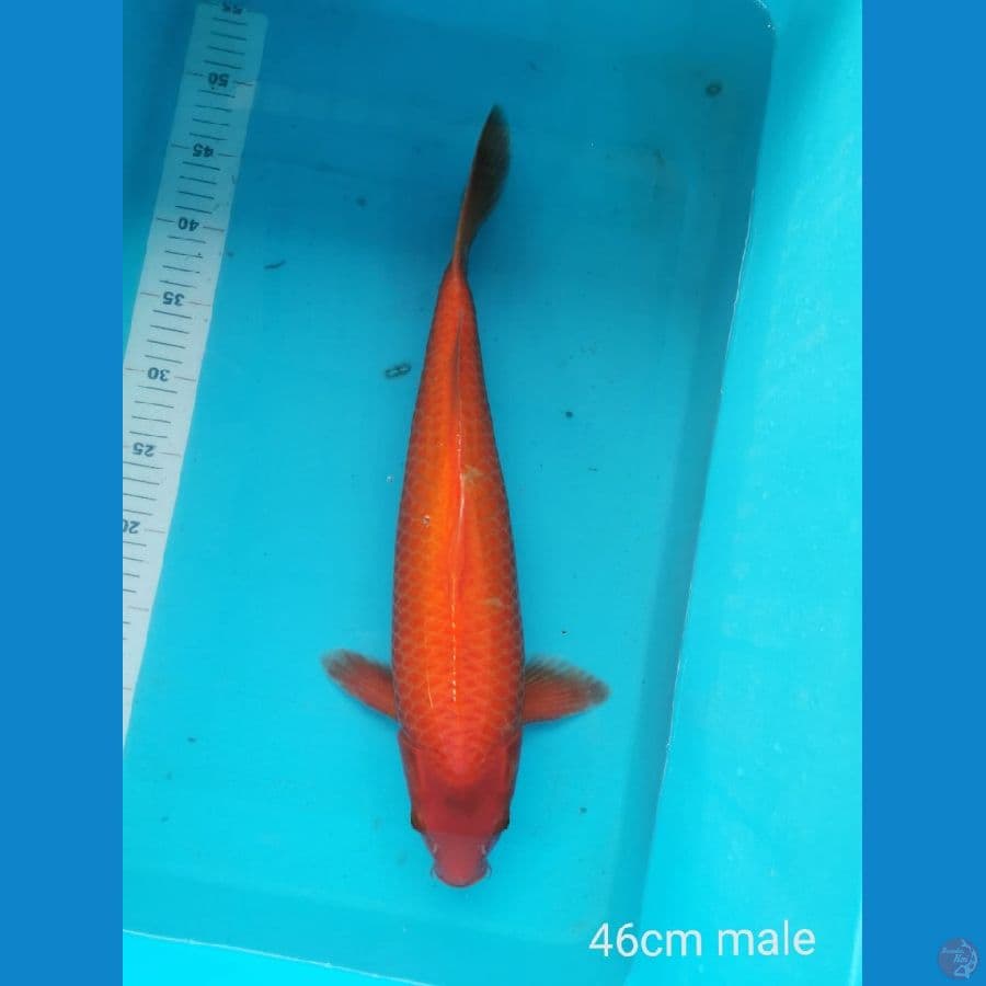 Red karashi 46 cm