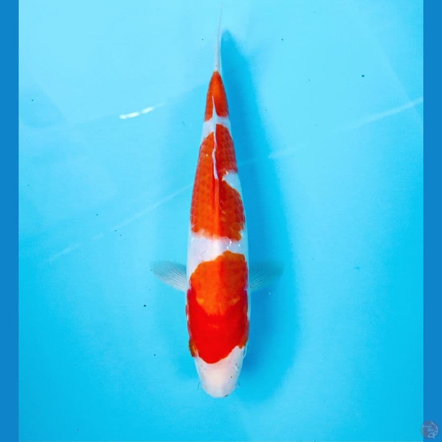kohaku, 23 cm