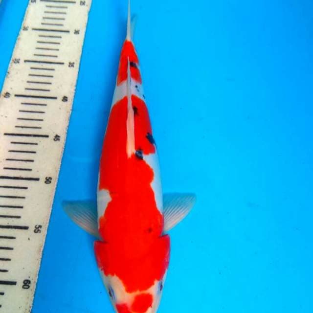 Sanke doit 37cm