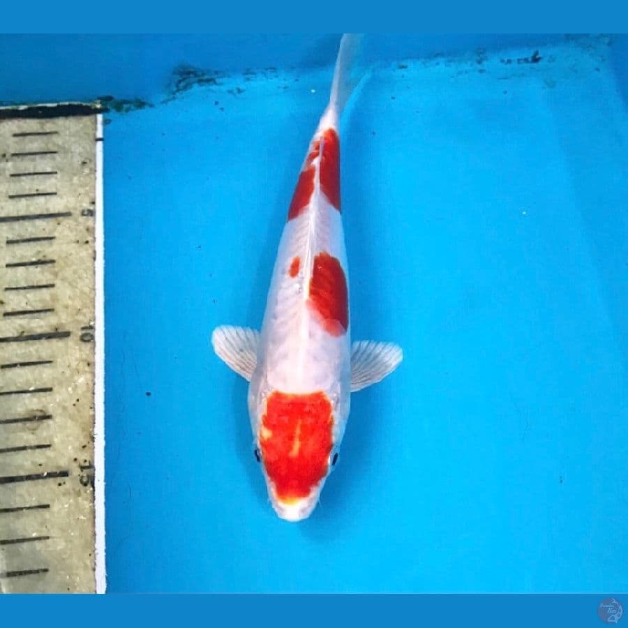 kikushui, 20 cm