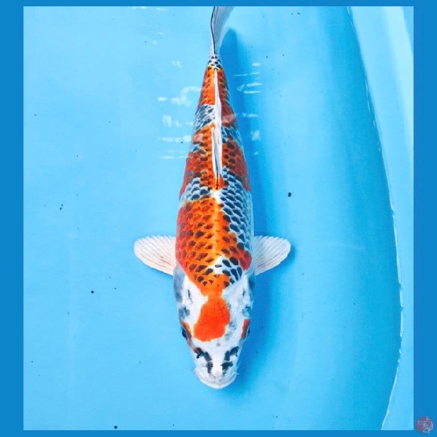 kujaku, 32 cm