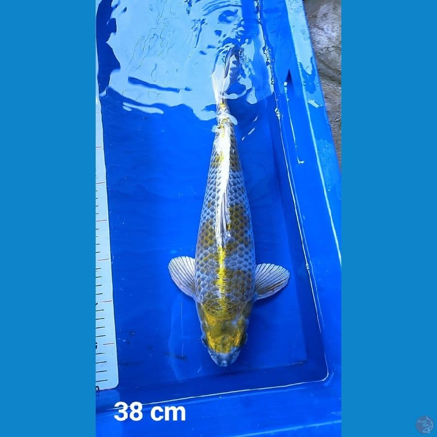 Kaminari 38 cm