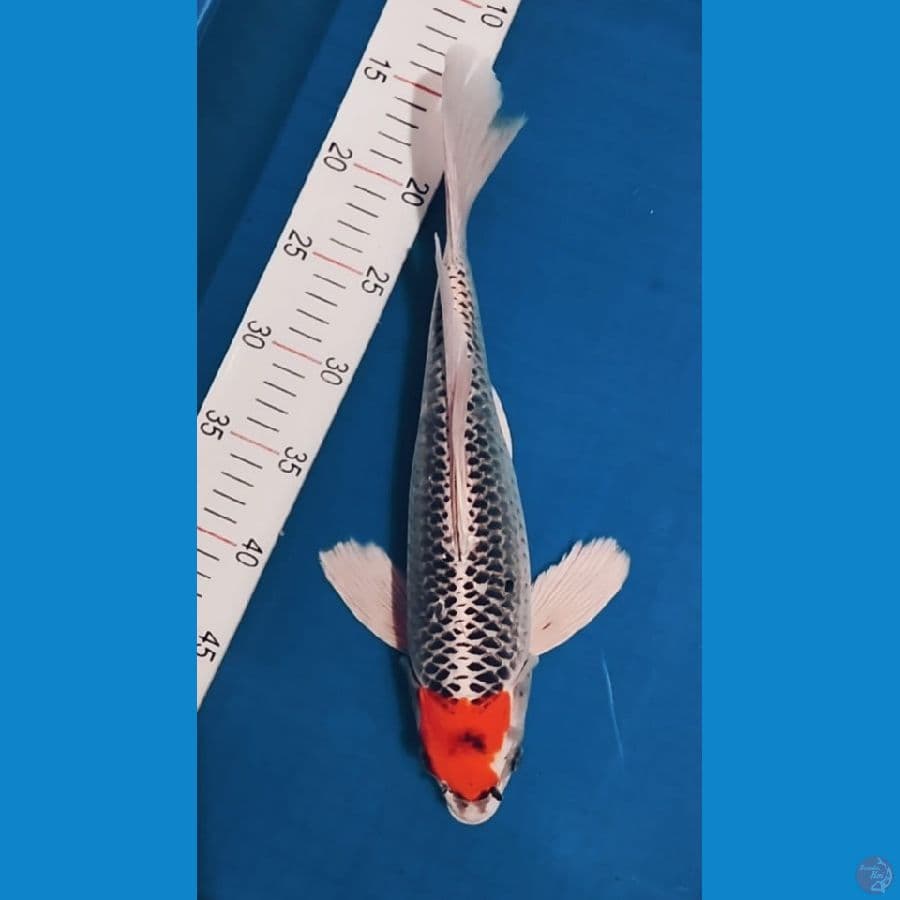 Tancho Kumpay 35cm Original