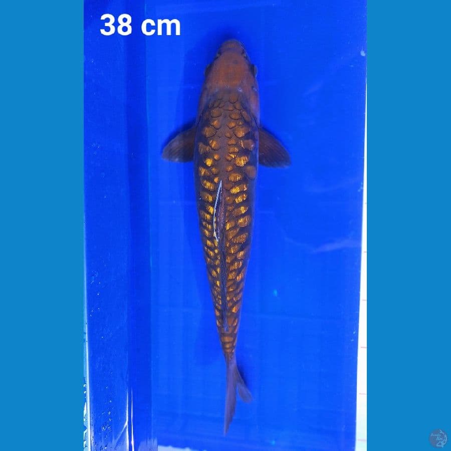 Chagoi Aragoke Ginrin 38 cm