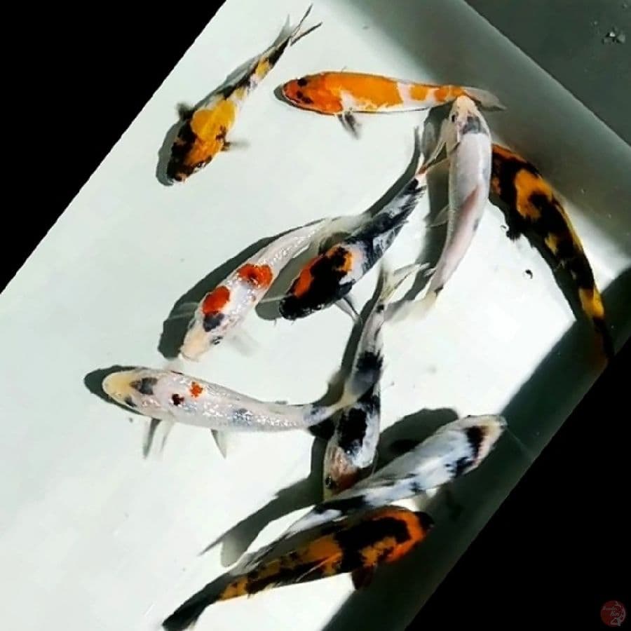 showa, Shiro,utsuri mix ginrin_10ekr