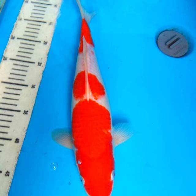 Kohaku 40cm