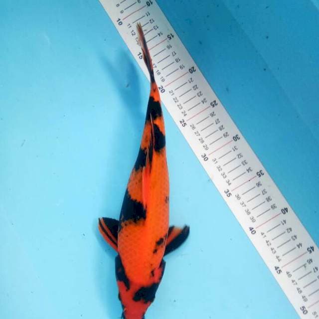 Hi utsuri 32 cm