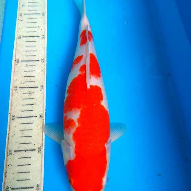 Kohaku 37cm