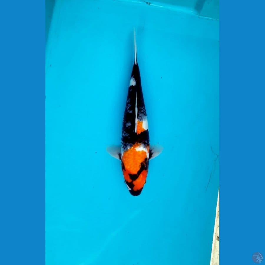 showa sanshoku 30cm female