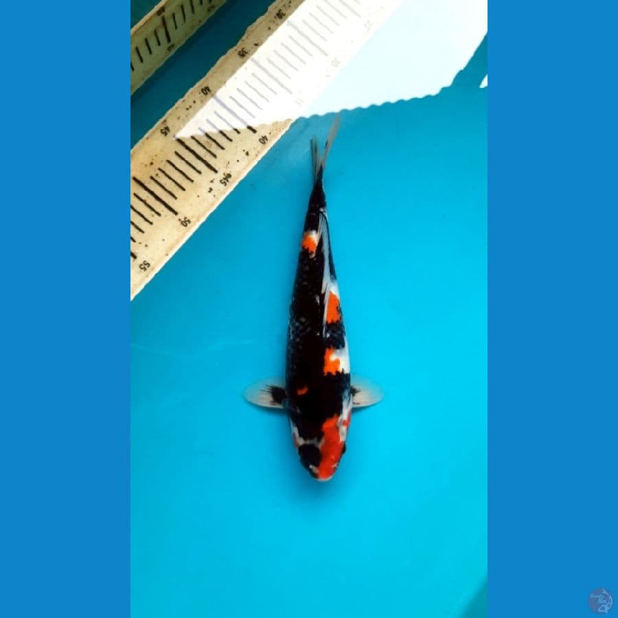 Showa 29cm male