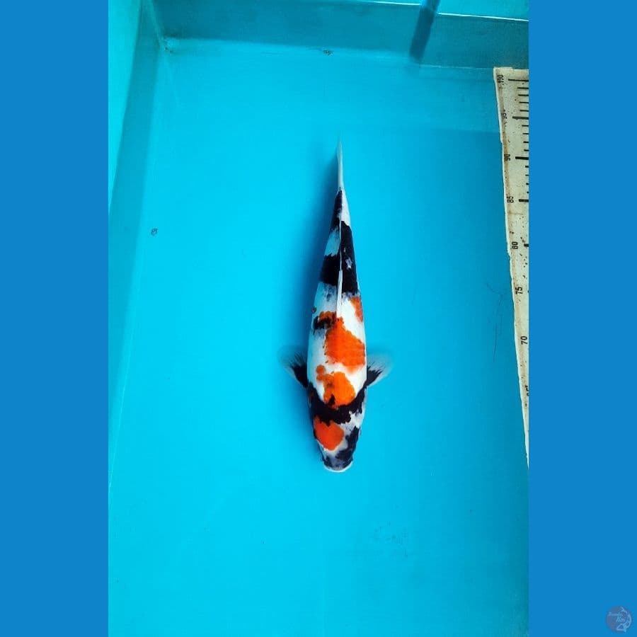 maruten showa 32cm female