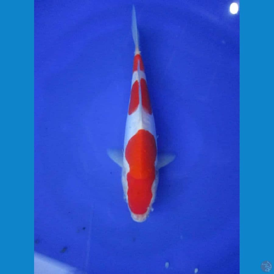 MKC KOI GRUB
