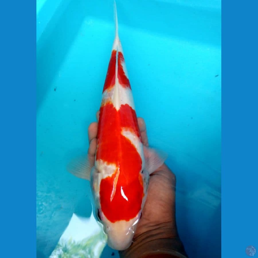 kohaku size 35 bu