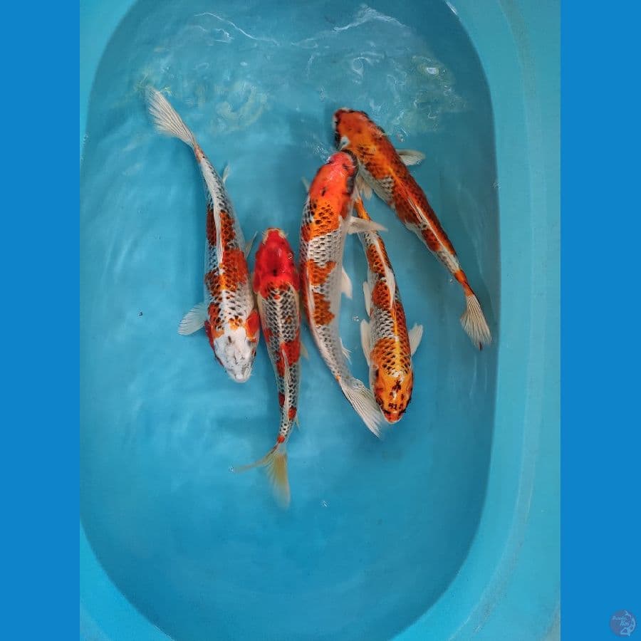5 pandawa 35-37 cm