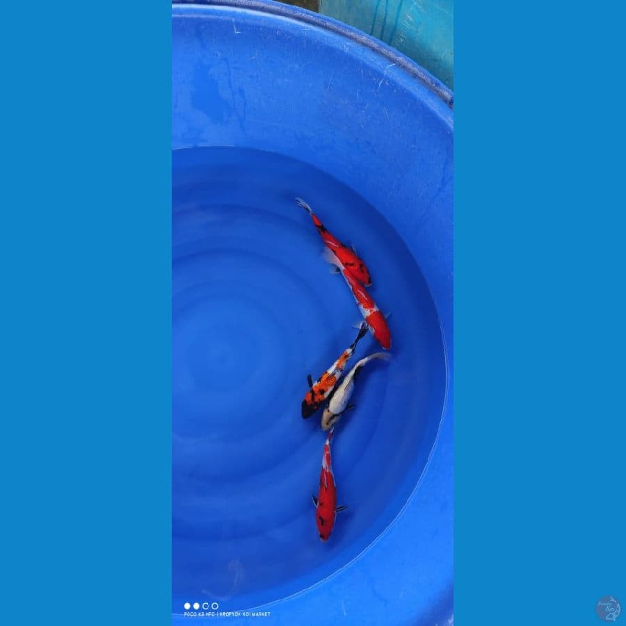 mix koi (5ekor)