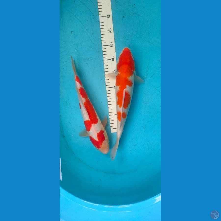 kohaku 36-38 cm