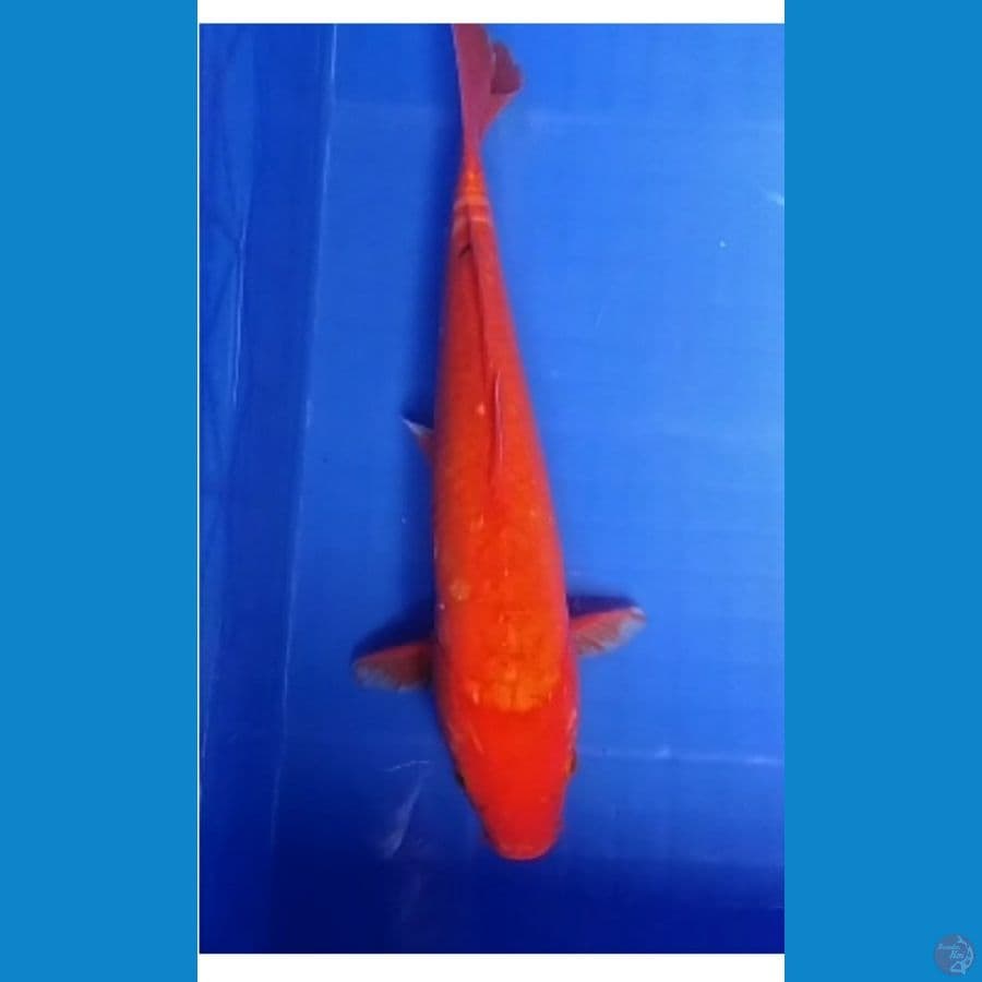 Akahajiro ~ FM 39cm.