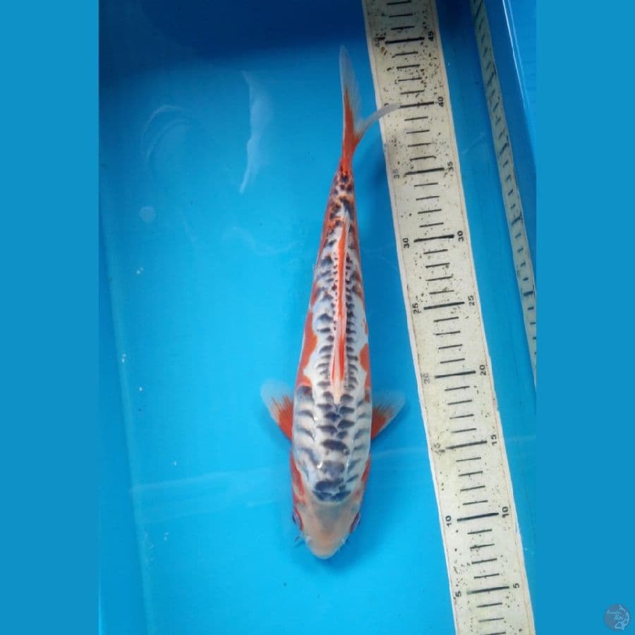SHUSUI, 33CM FEMALE