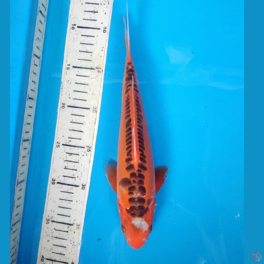 MIZUHO, 28CM FEMALE