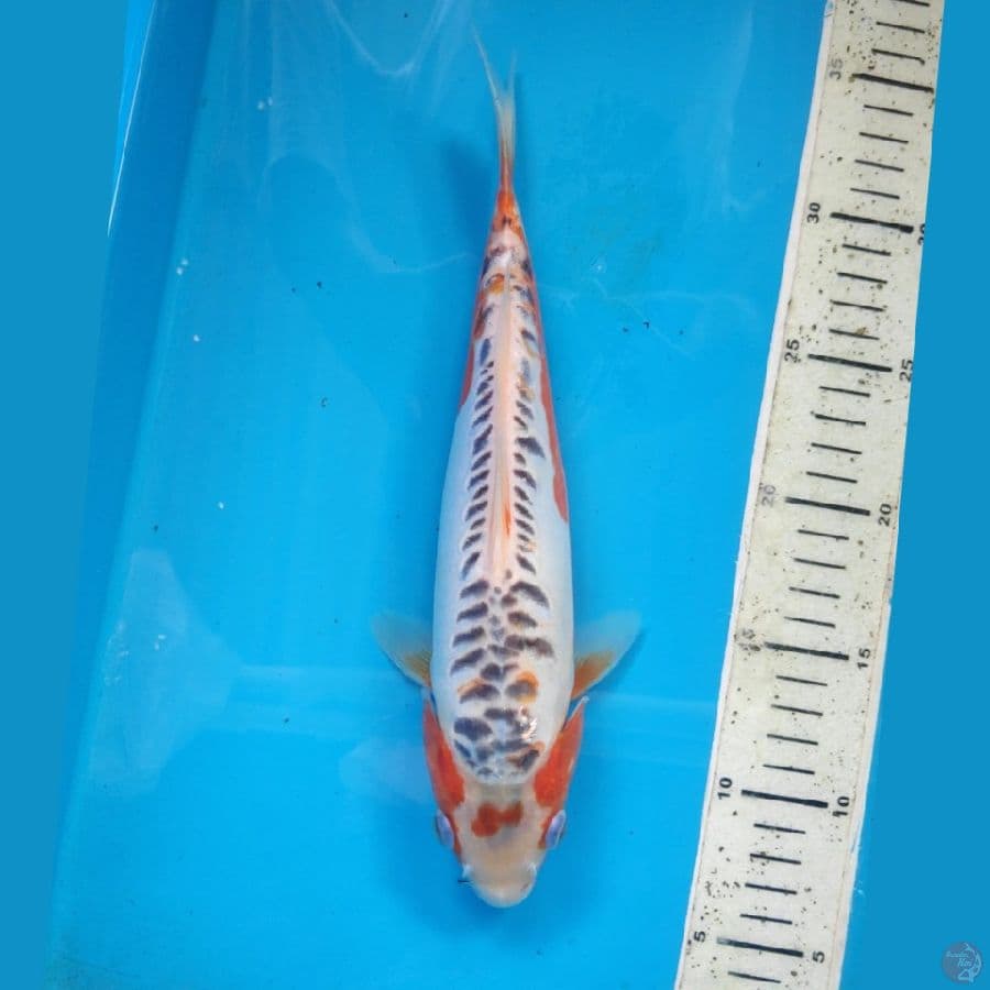 SHUSUI, 28cm FEMALE