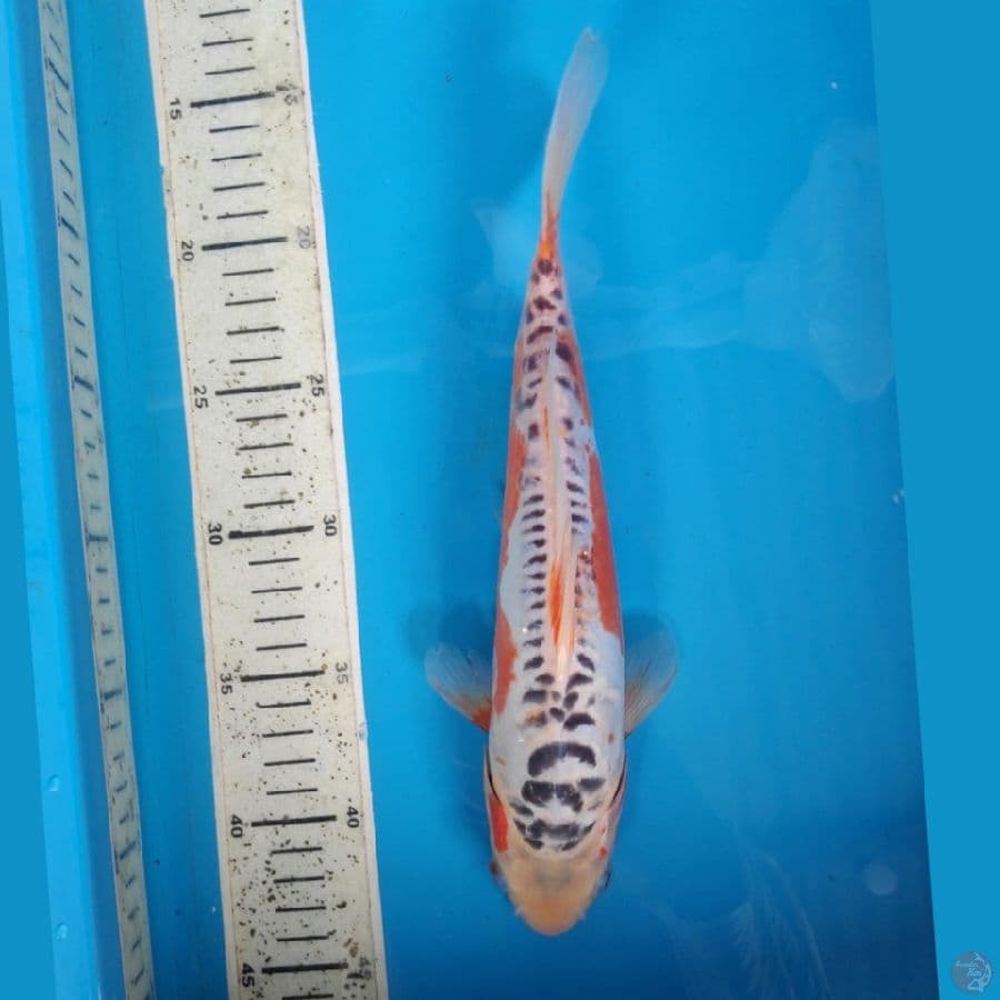 SHUSUI, 28cm FEMALE