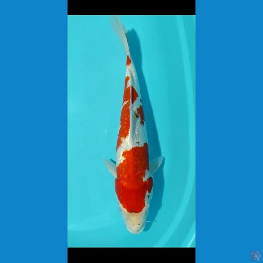 kohaku gindrin