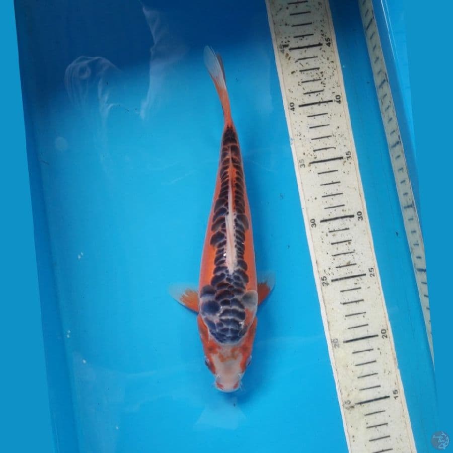 HANA SHUSUI, 26CM FEMALE