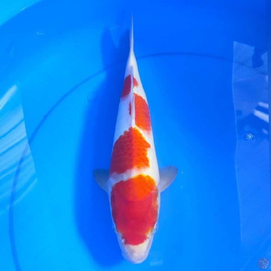 KOHAKU 33CM
