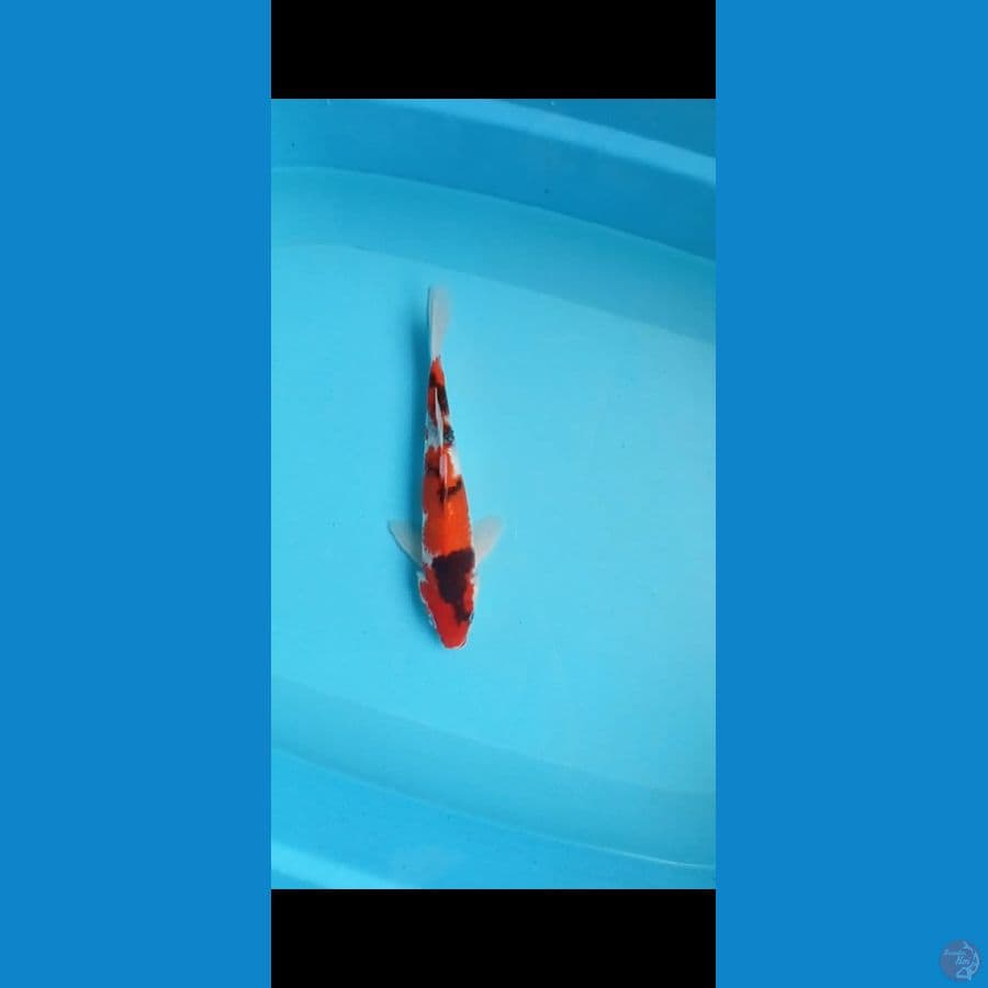 showa 26cm