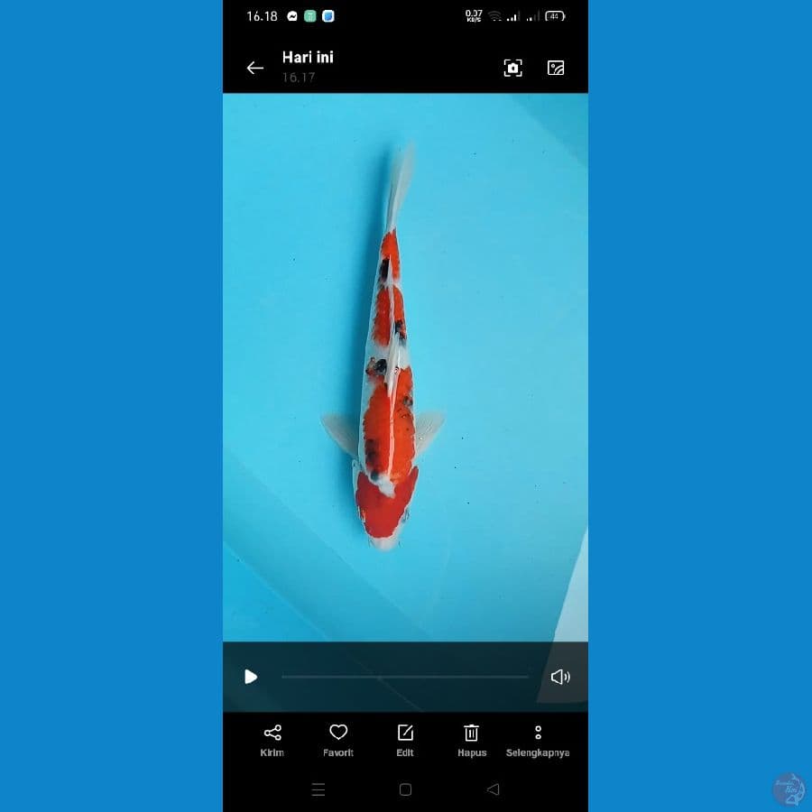 showa 30cm