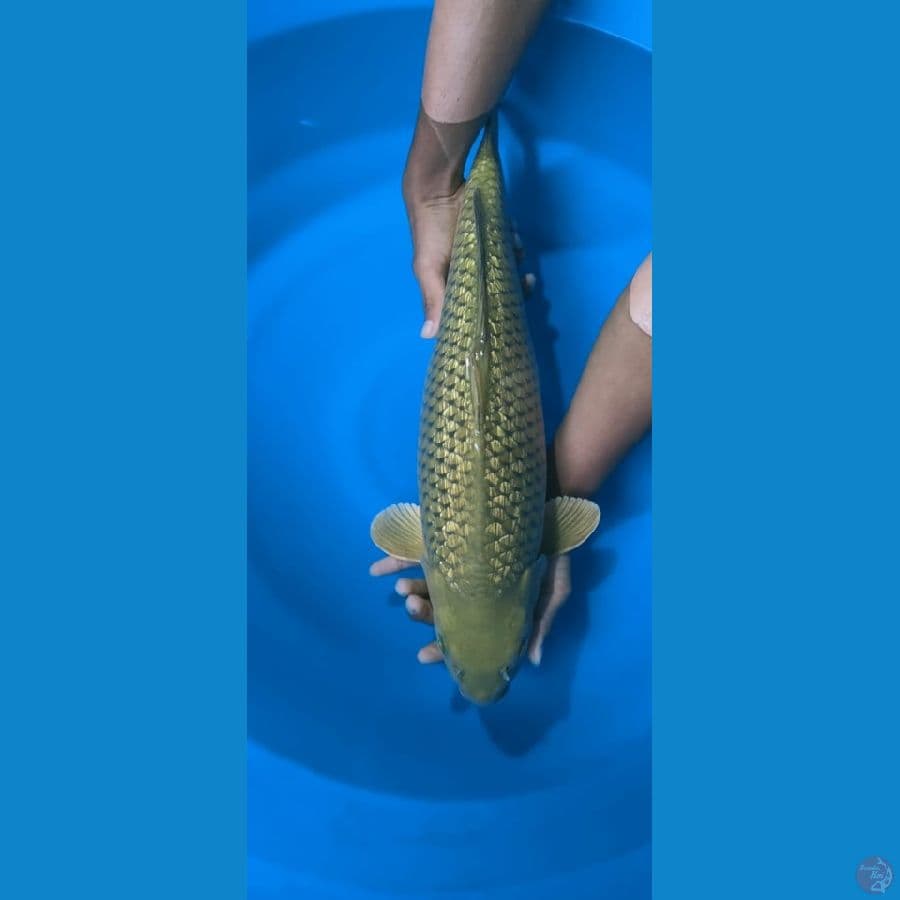 MKC KOI GRUB
