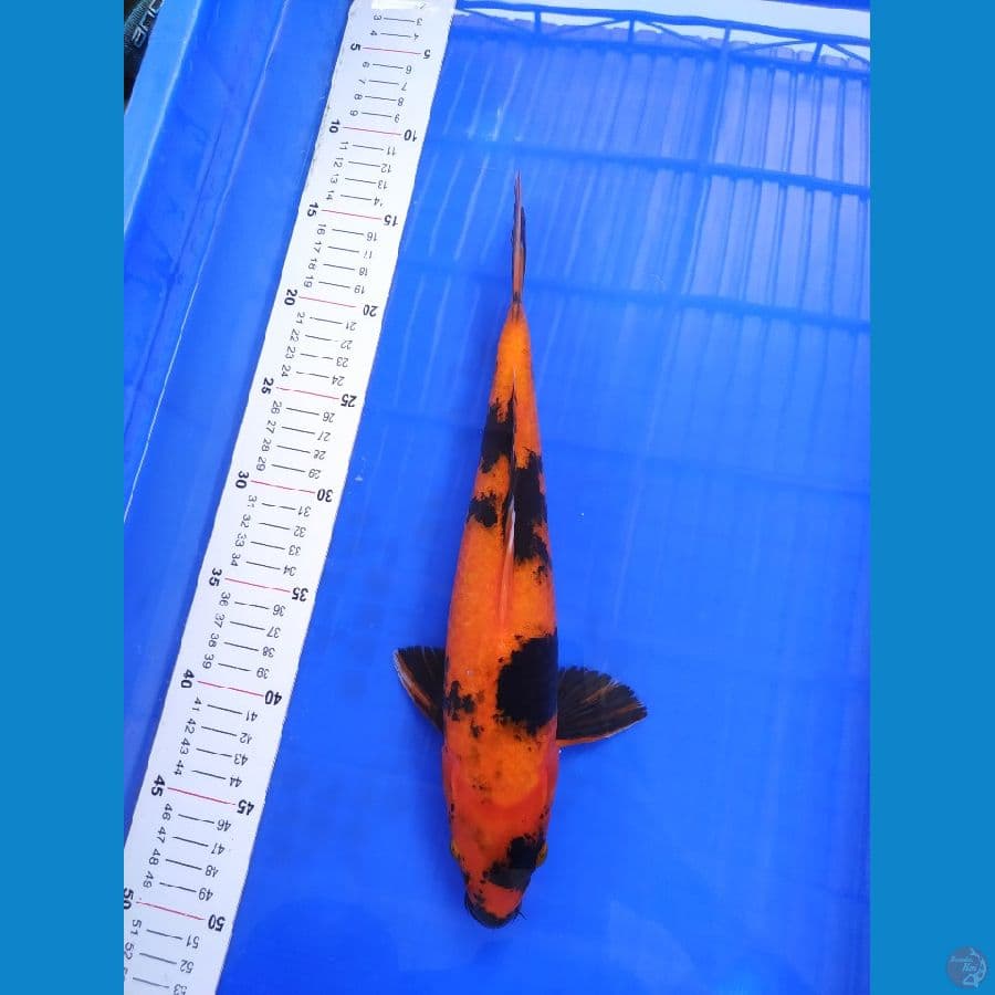 HI UTSURI TEMBUS 33 CM