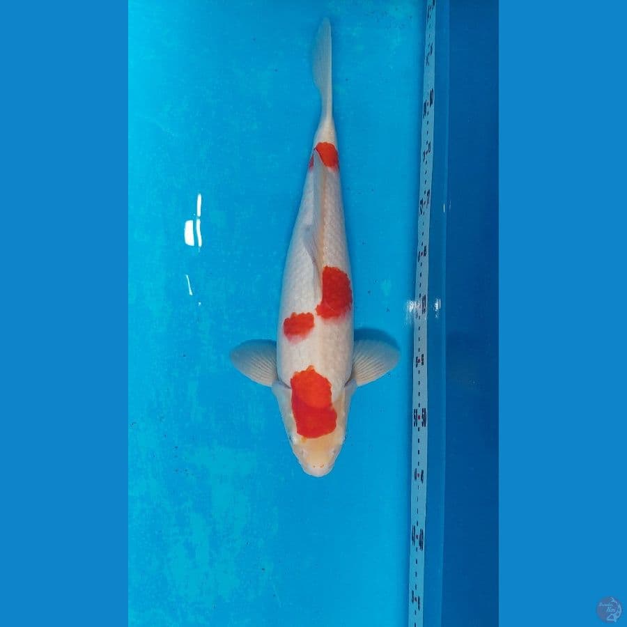 KOHAKU 40 CM