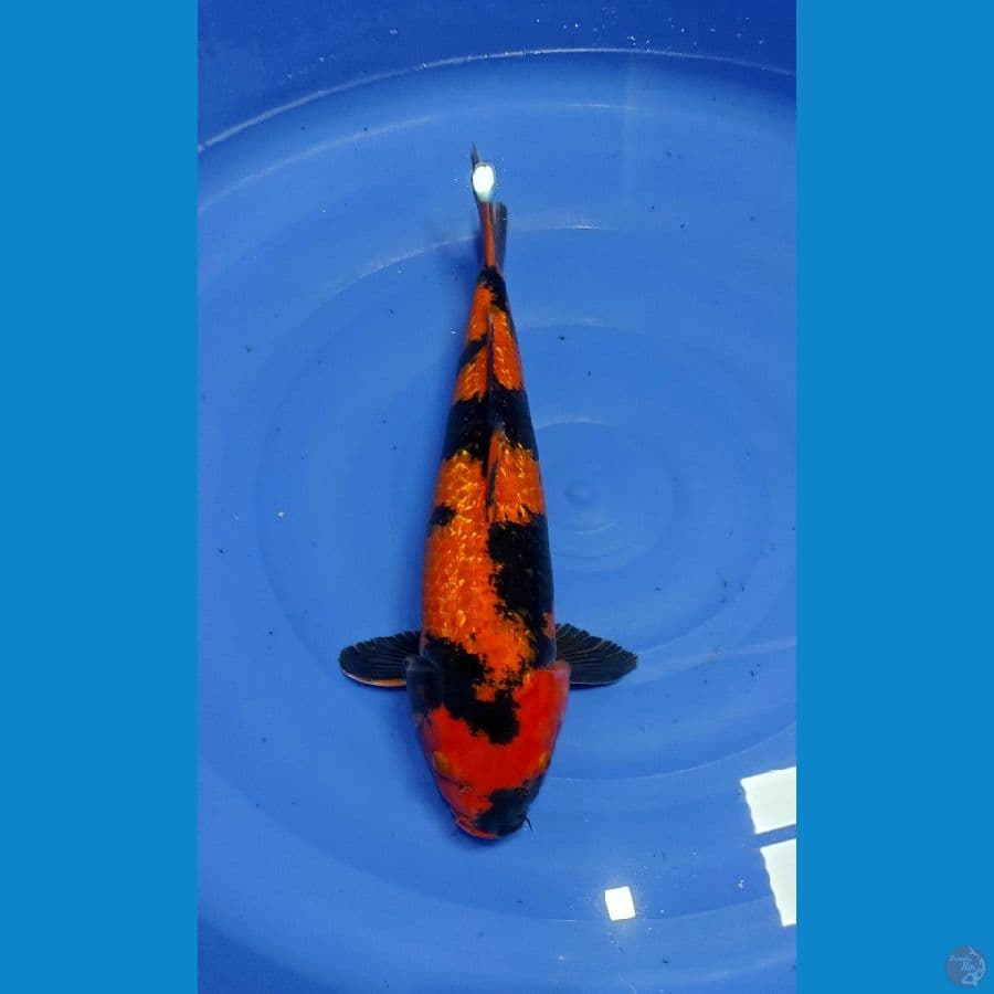 01. HI UTSURI 48CM