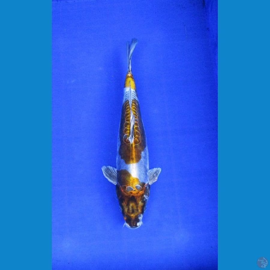 kikokuryu ±35cm