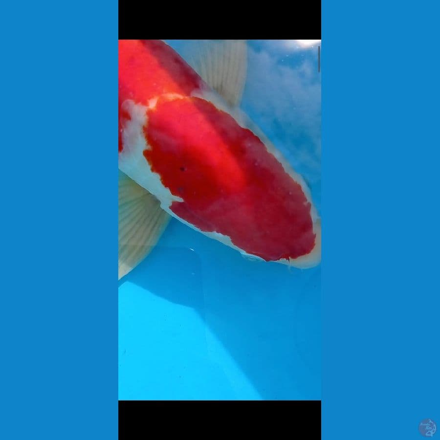Jumbo Jantan 52 cm kohaku