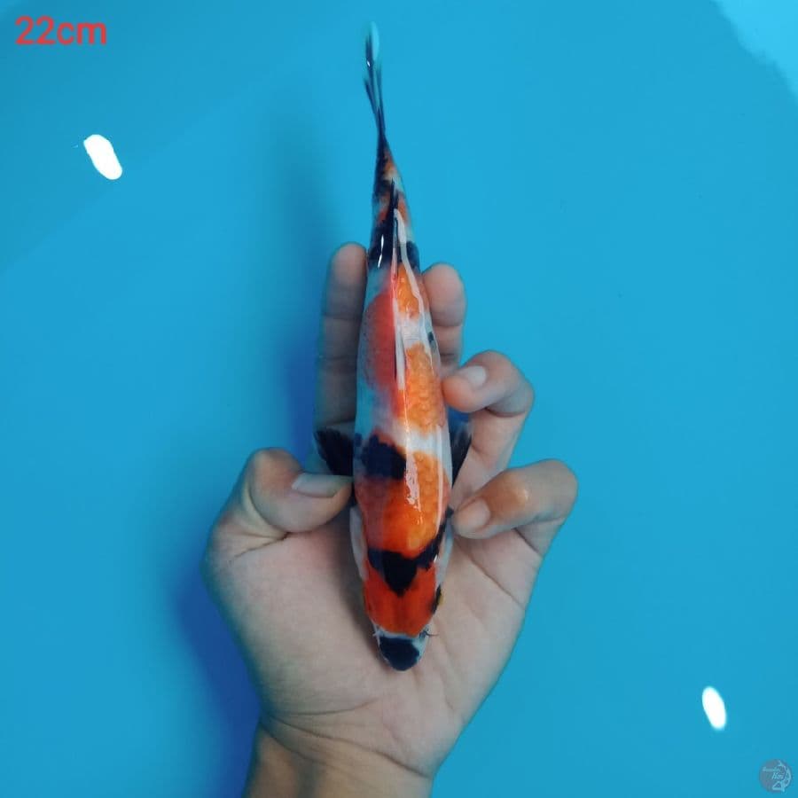 munion showa hq 22cm