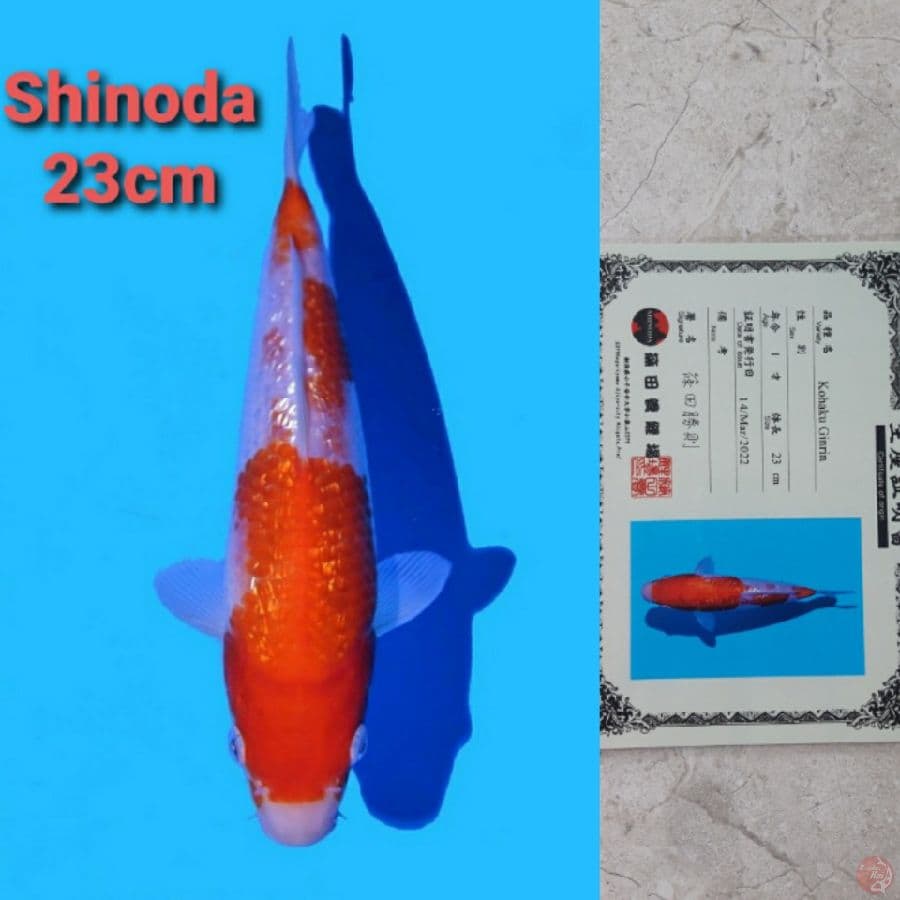 SHINODA GINRIN KOHAKU 23CM