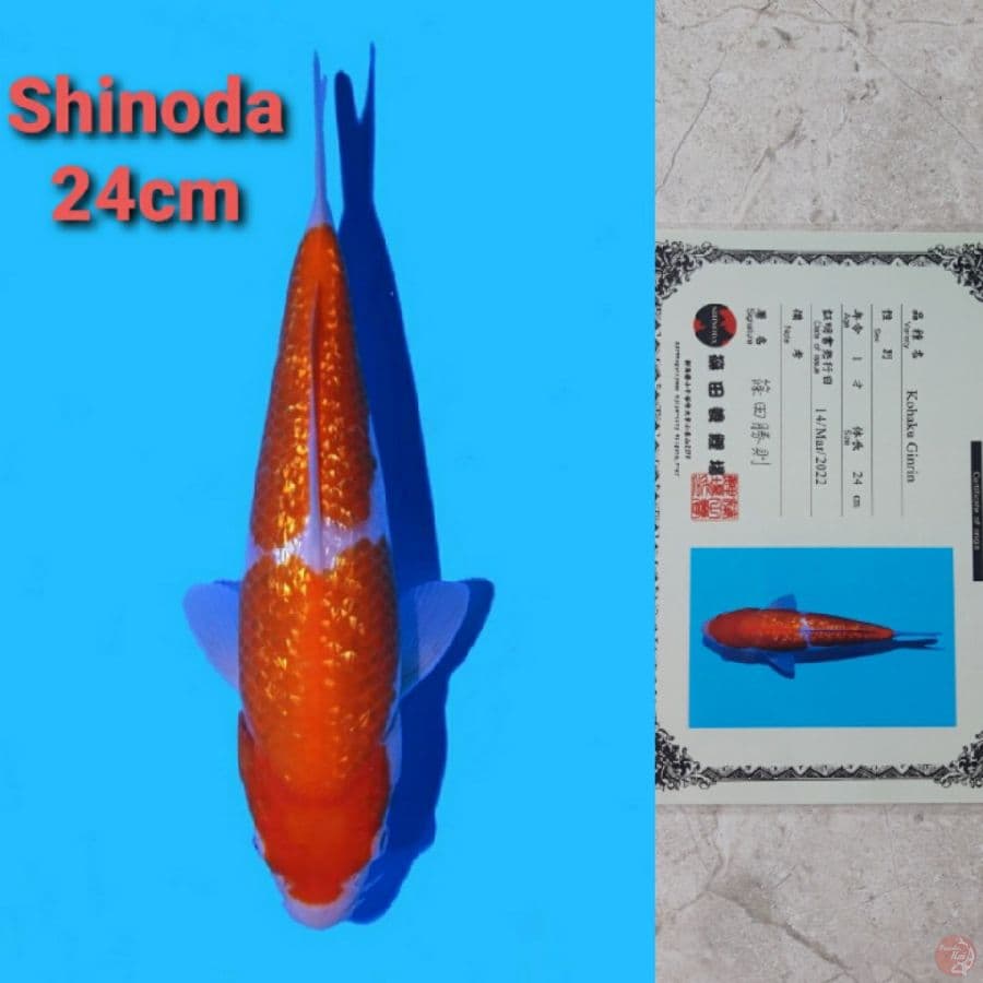 SHINODA GINRIN KOHAKU 24CM