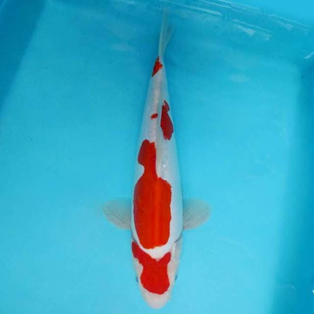 BAZAAR 9 ~ KOHAKU,-